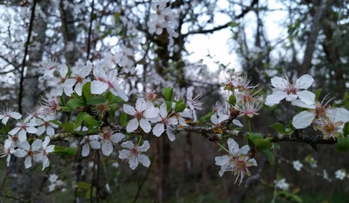 A close-up of delicate white flowers blooming on a branch, surrounded by green leaves and blurred trees in the background.