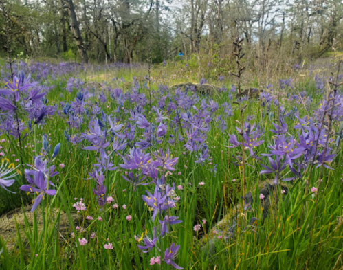 A vibrant field of purple wildflowers surrounded by green grass and trees in a natural setting.