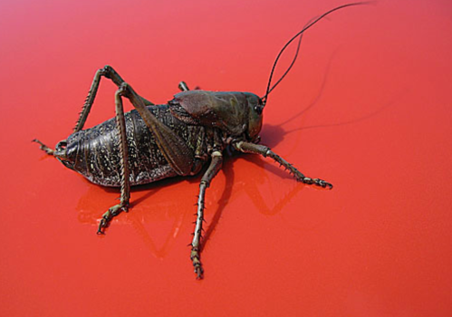 A large black cricket resting on a bright red surface.