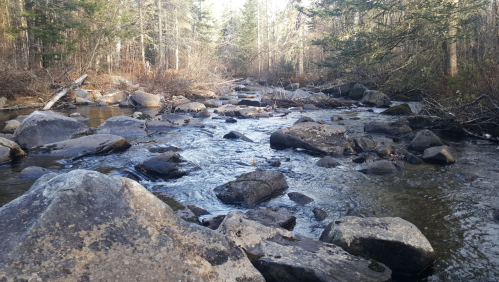 A serene river flows over rocks, surrounded by trees in a peaceful natural setting.