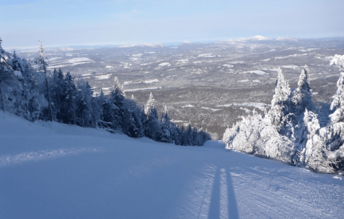 A snowy landscape with tall trees and a view of distant hills under a clear blue sky. Shadows stretch across the snow.