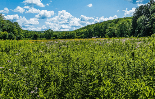 A lush green field filled with wildflowers under a bright blue sky with fluffy clouds and surrounding hills.