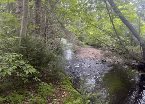 A serene forest scene featuring a winding stream surrounded by lush greenery and trees.