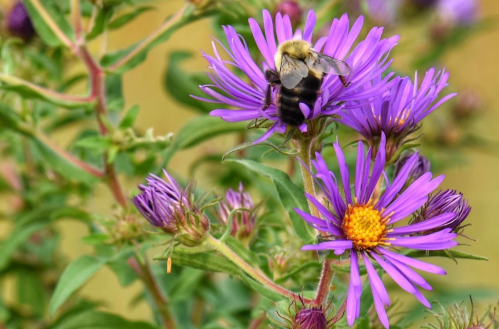 A bumblebee perched on vibrant purple flowers, surrounded by green foliage.