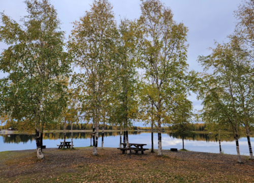 A serene lakeside scene with birch trees and picnic tables surrounded by autumn foliage.