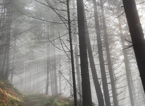 A misty forest path surrounded by tall trees, with soft light filtering through the fog.