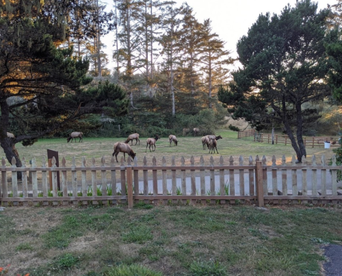 A herd of elk grazes in a grassy area surrounded by trees and a wooden fence.