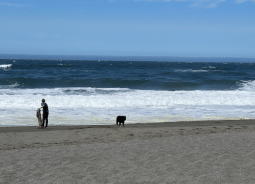 A person walks along the beach with a dog, waves crashing on the shore under a clear blue sky.