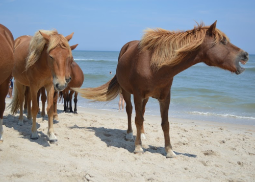 Two brown horses on a sandy beach, with the ocean in the background and a clear blue sky above.