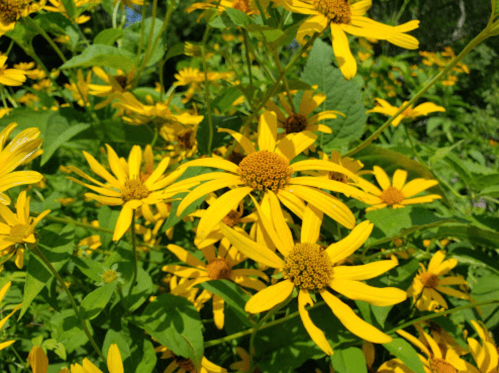 A vibrant cluster of yellow flowers with green leaves in a sunny garden setting.