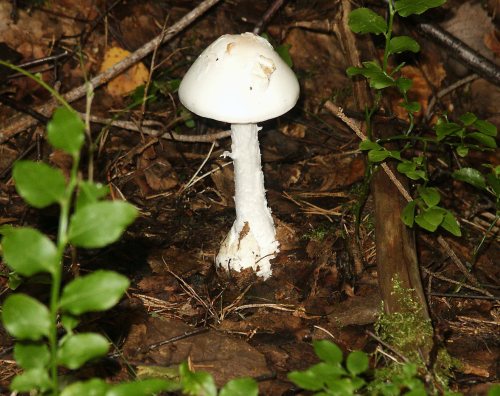 A white mushroom with a smooth cap and stem, surrounded by green foliage and forest floor debris.