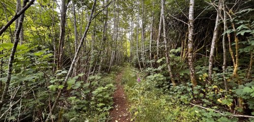 A narrow dirt path winds through a dense forest of tall trees and lush green foliage.