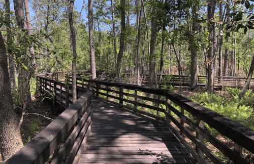 A wooden boardwalk winds through a lush, green forest with tall trees and ferns under a clear blue sky.