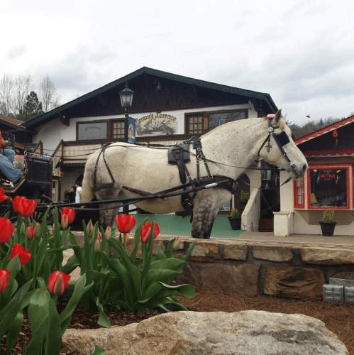 A gray horse in harness stands near colorful tulips in front of a rustic building with a sign.