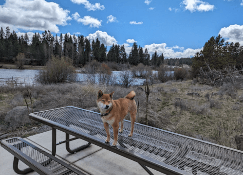 A Shiba Inu stands on a picnic table by a river, surrounded by trees and a blue sky with fluffy clouds.