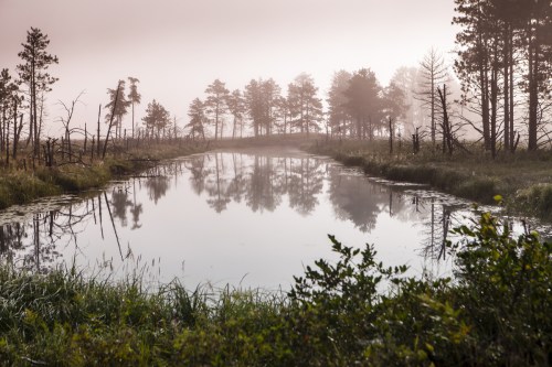 A misty landscape with a calm pond reflecting trees and fog, surrounded by lush grass and distant silhouettes of pines.