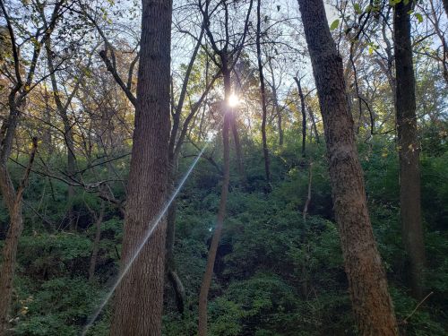 Sunlight filters through trees in a lush forest, casting a warm glow on the greenery below.