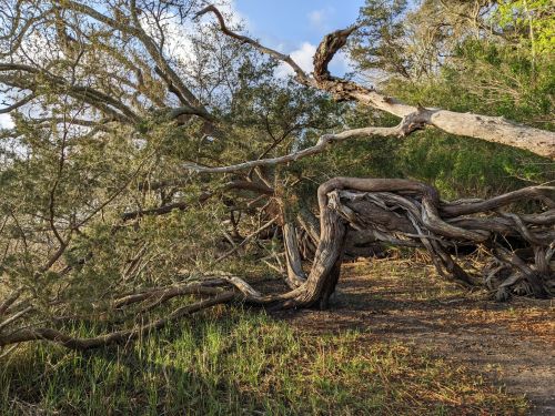 A twisted tree with gnarled branches, surrounded by greenery and a clear blue sky in the background.