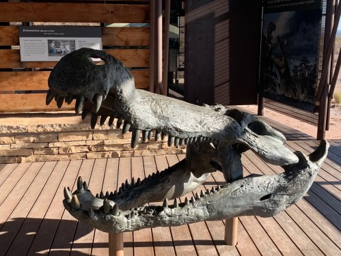 A large dinosaur skull replica with prominent teeth displayed on a wooden platform, with informational signs in the background.