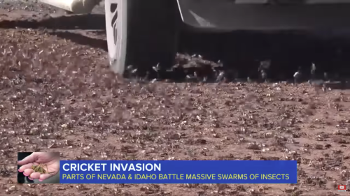 A vehicle drives over a field swarming with crickets in Nevada and Idaho, highlighting an insect invasion.