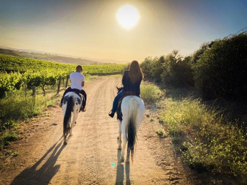 Two people riding horses along a dirt path through a vineyard at sunset, with the sun glowing in the background.