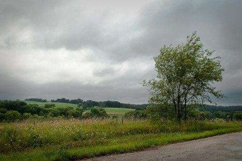 A solitary tree stands beside a winding road, with rolling green fields and overcast skies in the background.