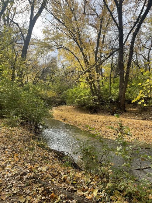 A serene creek surrounded by trees with autumn leaves, reflecting a peaceful fall landscape.