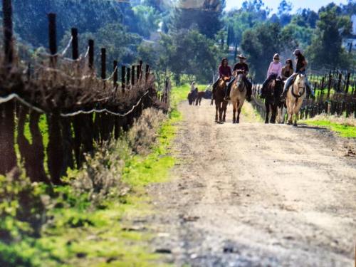 Four riders on horseback travel down a dirt path lined with vineyards under a sunny sky.
