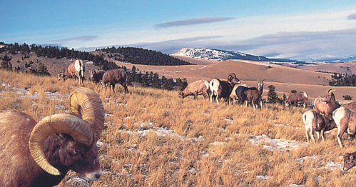 A herd of bighorn sheep grazing on a grassy hillside with mountains in the background under a clear blue sky.