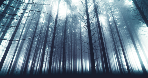 A misty forest with tall, dark trees creating a mysterious and atmospheric scene.