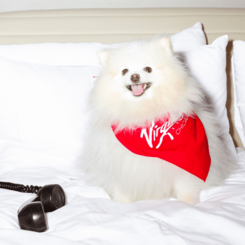 A fluffy white dog wearing a red bandana sits on a bed with white pillows, next to a vintage telephone.