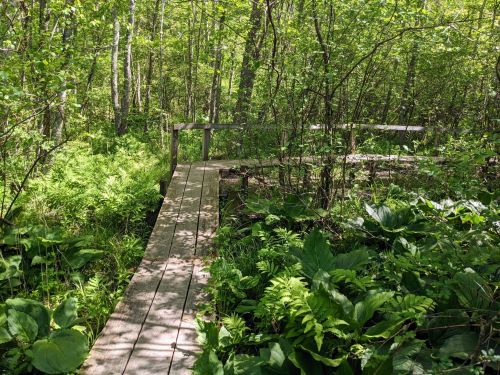 A wooden boardwalk winding through a lush green forest filled with ferns and trees.