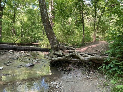 A serene forest scene featuring a creek, exposed tree roots, and lush green foliage along a dirt path.