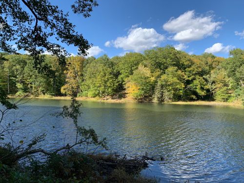 A serene lake surrounded by trees with autumn foliage under a blue sky with fluffy clouds.