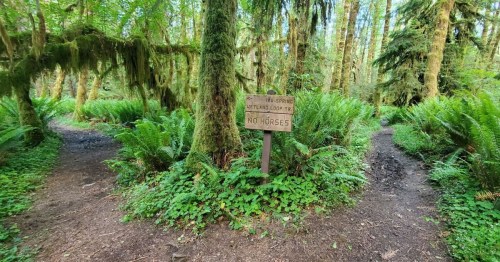 A forest path splits into two, with a sign indicating "No Horses" in a lush, green environment.
