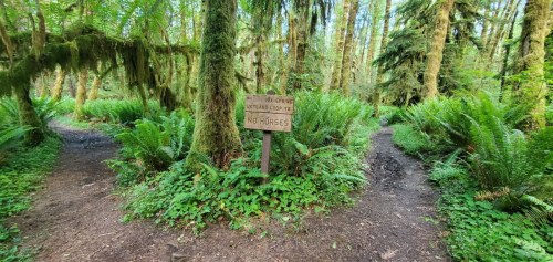 A forest path splits into two, with a sign indicating "No Horses" in a lush, green environment.