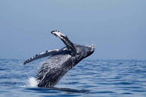 A humpback whale breaches the surface of the ocean, creating a splash against a clear blue sky.
