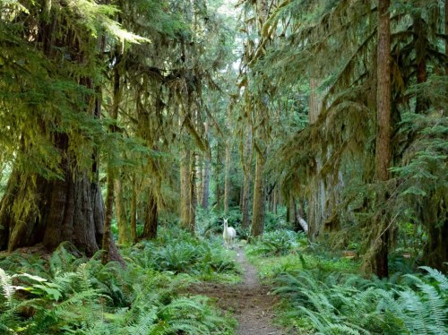 A serene forest path lined with tall trees and ferns, featuring a white deer in the distance.