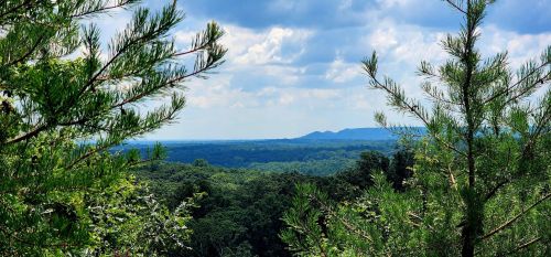A scenic view of rolling hills and lush greenery under a partly cloudy sky, framed by pine branches.