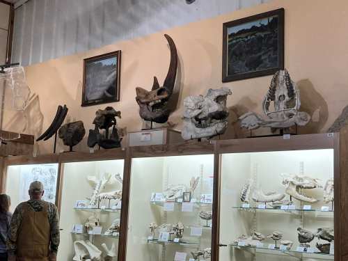 A display of various animal skulls and fossils in a museum, with artwork on the wall above.