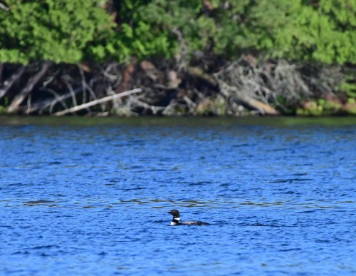 A loon swimming on a calm lake, surrounded by green trees and branches in the background.