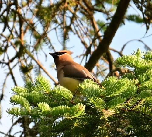 A bird with a brown and yellow plumage perched on a green tree branch, surrounded by foliage.