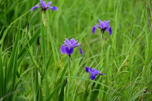 A cluster of vibrant purple irises surrounded by lush green grass.