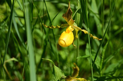 A close-up of a yellow flower hanging among green grass and foliage.