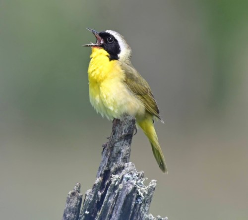 A yellow bird with a black face and white crown sings while perched on a weathered stump.