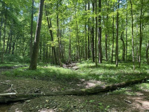 A lush green forest with tall trees, dappled sunlight, and a small stream running through the underbrush.