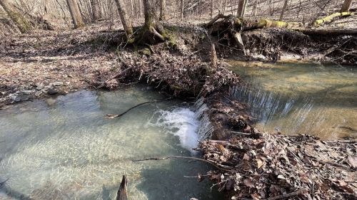 A small stream flows over rocks and fallen branches in a wooded area, surrounded by dry leaves and trees.