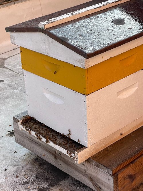 A beehive with yellow and white boxes, resting on a wooden platform, with bees visible at the entrance.