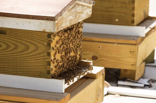 A close-up of a beehive with bees buzzing around the entrance, set on wooden stands in a sunny outdoor environment.