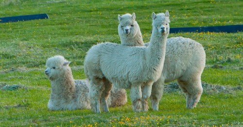Three fluffy alpacas stand and sit in a grassy field dotted with yellow flowers.